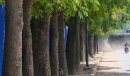 Chặt hạ, di dời 1.300 cây xanh: Sẽ thay thế bằng cây Giáng Hương